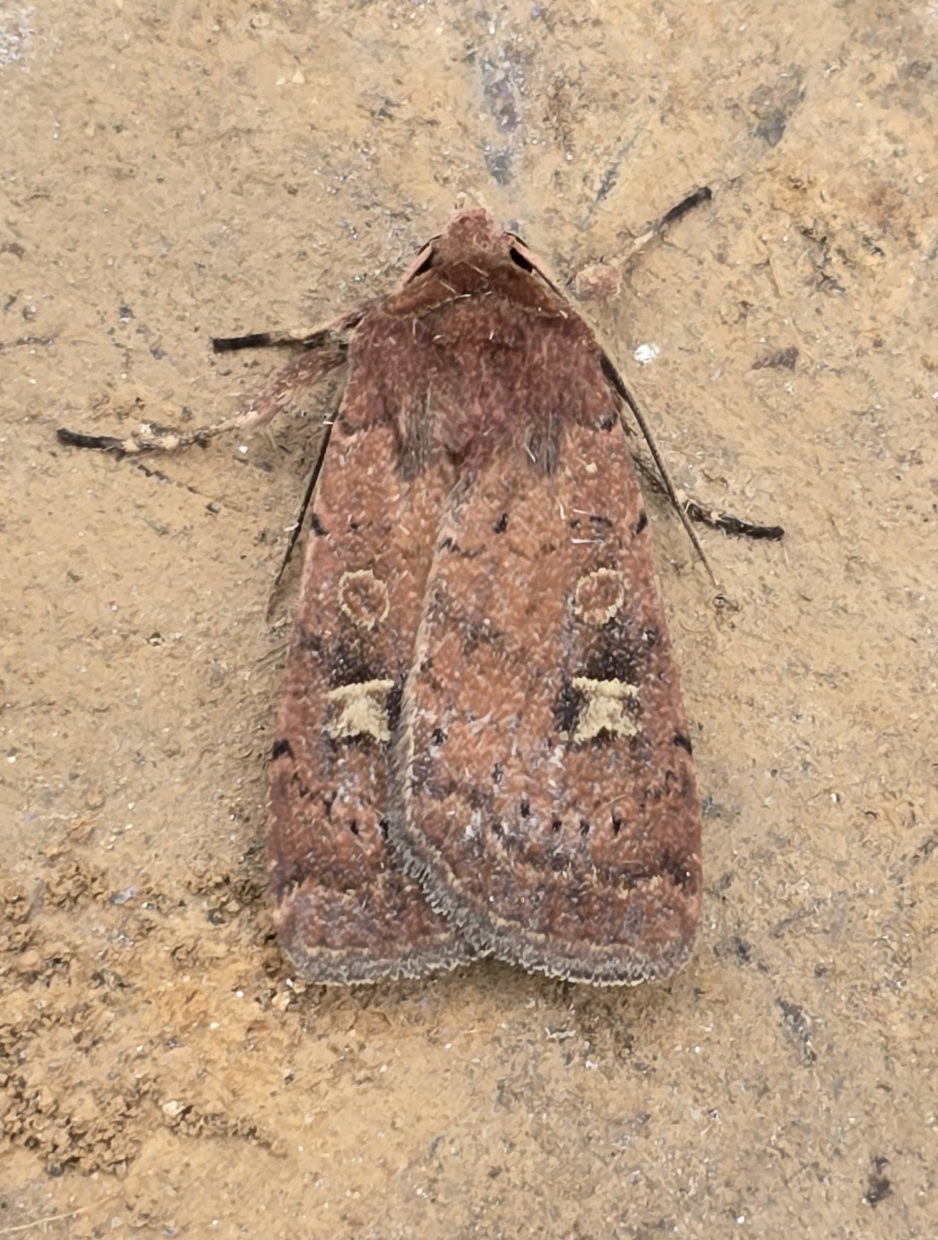 Photo of Square-spot Rustic (Xestia xanthographa)